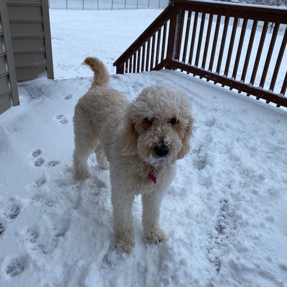 Meet your Posher, Andi (+ Piper) @ Panda Cutie Co. 🐼 - Picture 2 of 16